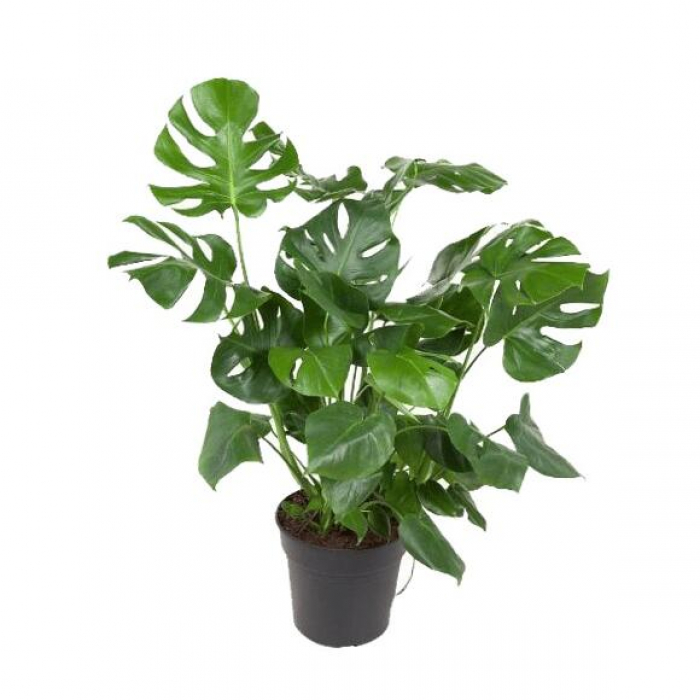 A szobanövények hatása az otthonodra és közérzetedre