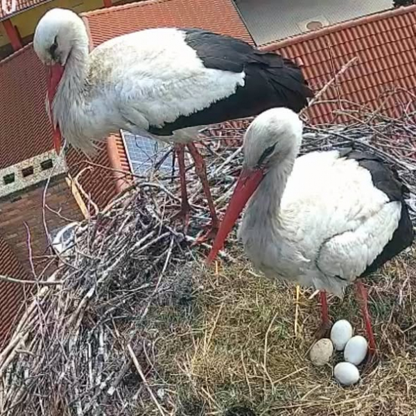 Az abonyi gólyafészekből jelentkezünk