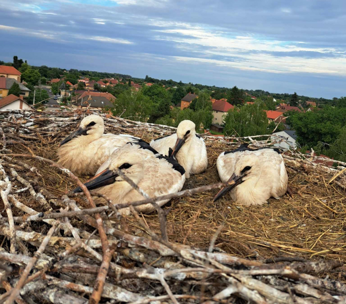 „Gólyakamera” került felhelyezésre