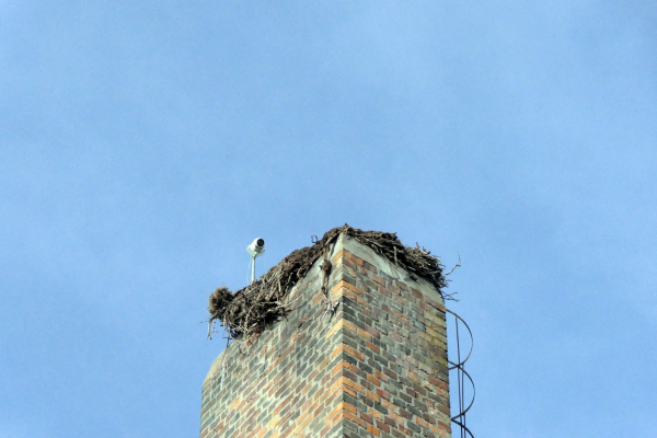 Lezuhant a Pingvines Óvoda gólyafészkének jelentős része