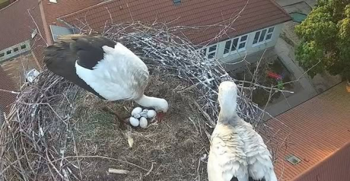 Gólyahír: Már hárman laknak a fészekben 🥰🥰