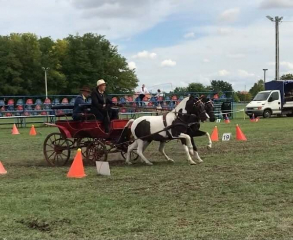 Szép eredmények lovasainktól