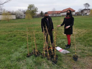 Megkezdődött a faültetés