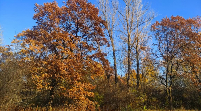 Föld Napja: Április 22.