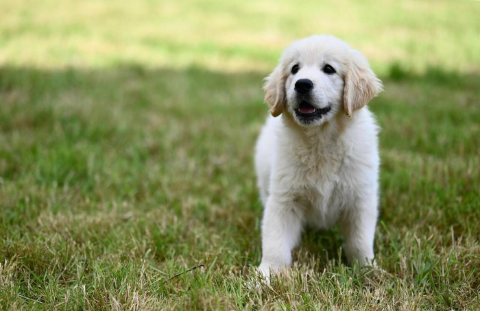 A kuvasz: több, mint egyszerű kutya!