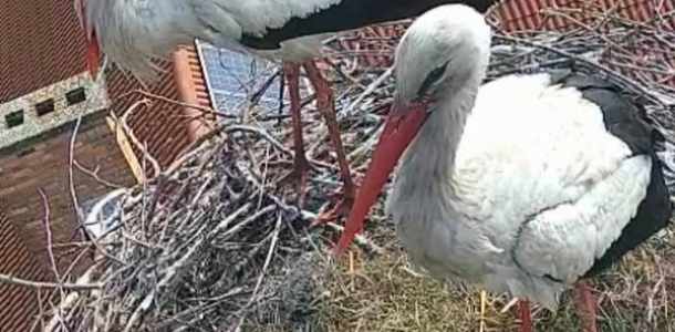 Az abonyi gólyafészekből jelentkezünk