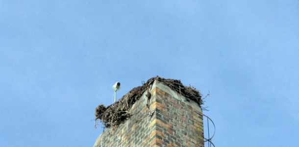 Lezuhant a Pingvines Óvoda gólyafészkének jelentős része